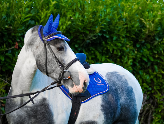 blue, saddle pad, horses