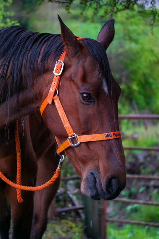 Nylon Headcollar